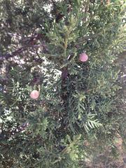 Juniperus coahuilensis