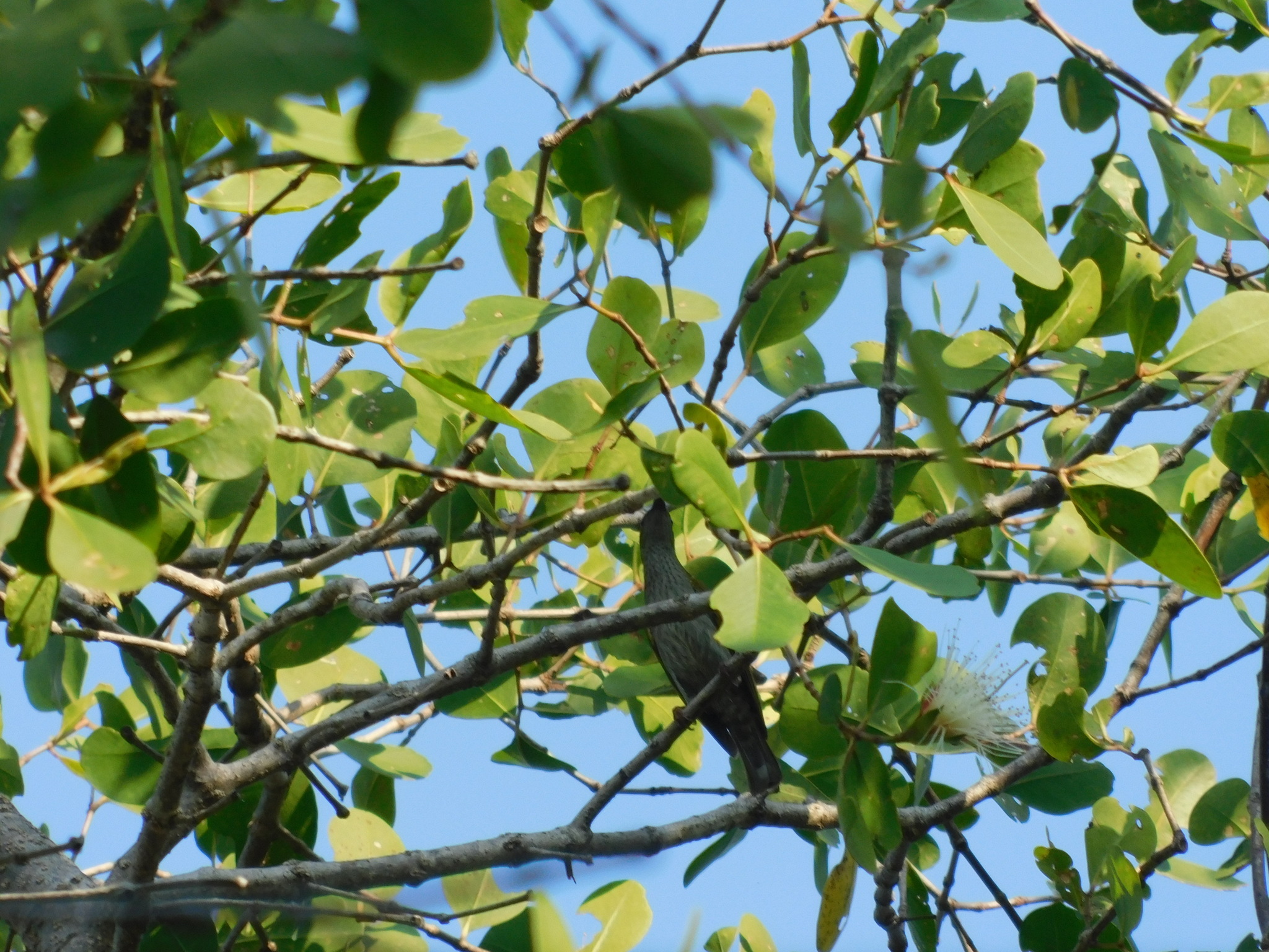 Streaky-breasted Spiderhunter (Arachnothera affinis), photo 5