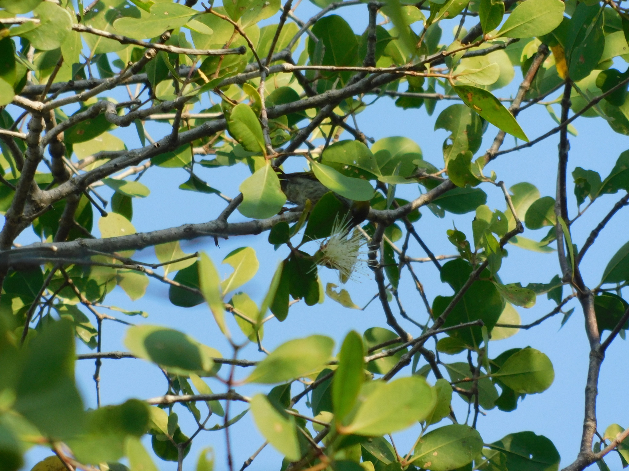 Streaky-breasted Spiderhunter (Arachnothera affinis), photo 6