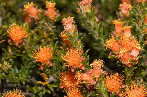 Melaleuca beaufortioides, photograph 1