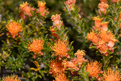 (c) T. Hammer, some rights reserved (CC BY) Melaleuca beaufortioides, photograph (c) T. Hammer, some rights reserved (CC BY)