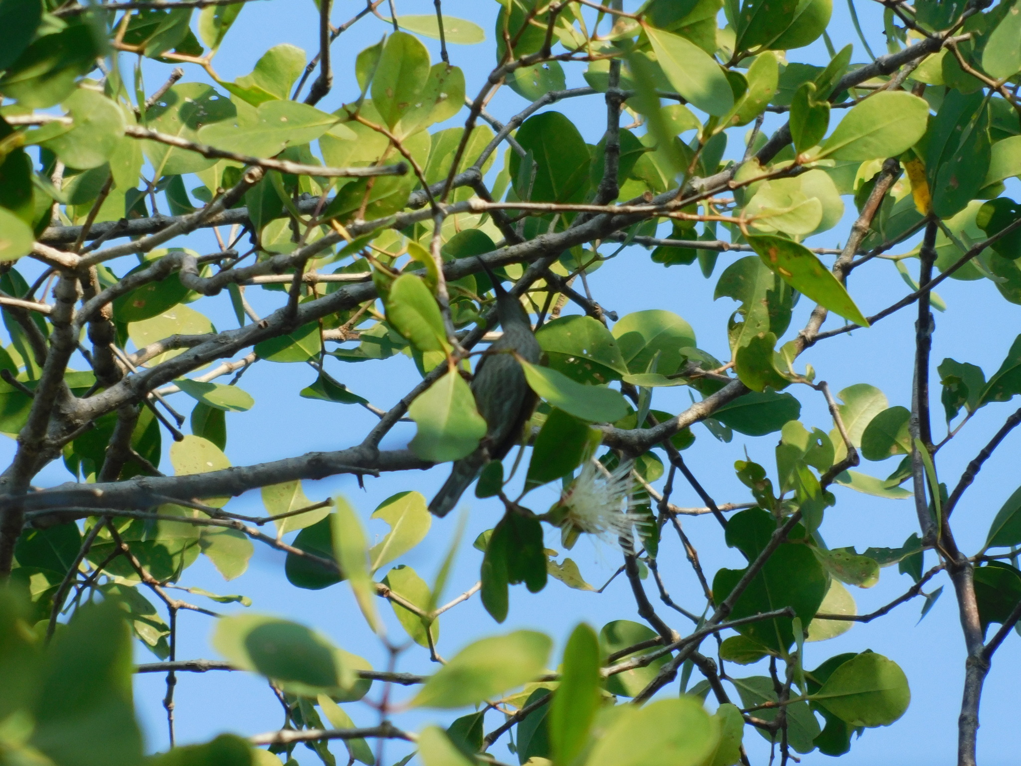 Streaky-breasted Spiderhunter (Arachnothera affinis), photo 10