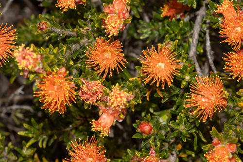 Melaleuca beaufortioides