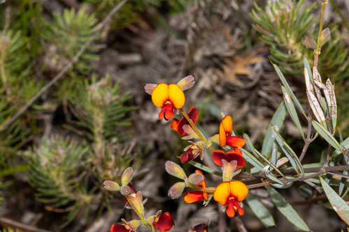 Champion Bay Poison (Gastrolobium oxylobioides)