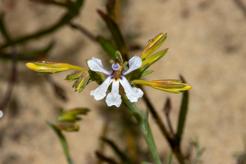 Narrow-sepaled Leschenaultia (Leschenaultia stenosepala)