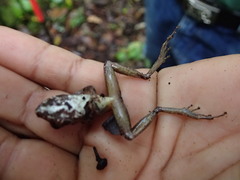 Pristimantis lanthanites