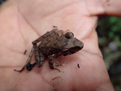 Pristimantis lanthanites