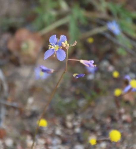 Image of Heliophila schulzii by (c) Tony Rebelo, some rights reserved (CC BY-SA)