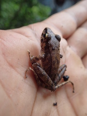 Pristimantis lanthanites