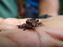 Pristimantis lanthanites
