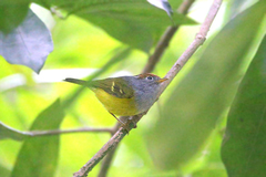 Phylloscopus castaniceps