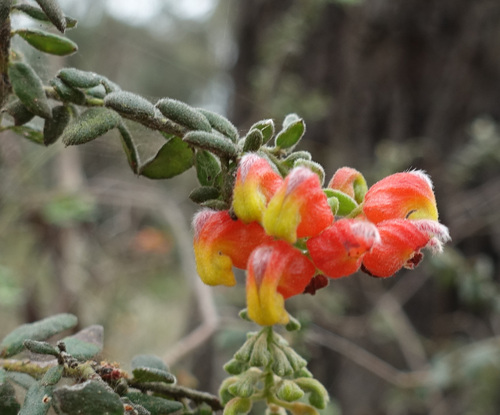 Alpine grevilliea (Grevillea alpina)