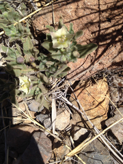 Chamaesaracha sordida