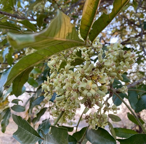 Natal mahogany