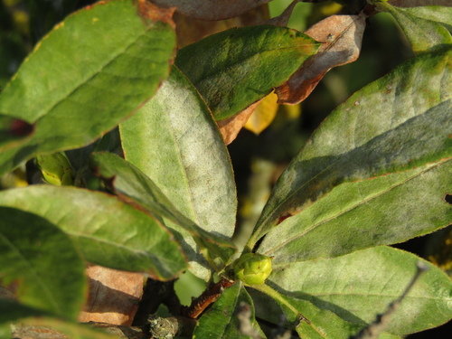 Erysiphe azaleae