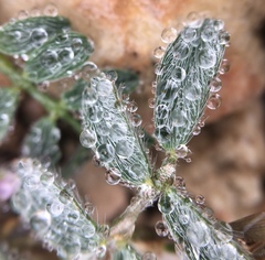 Astragalus nuttallianus austrinus