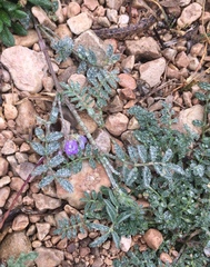 Astragalus nuttallianus austrinus