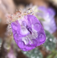 Astragalus nuttallianus austrinus