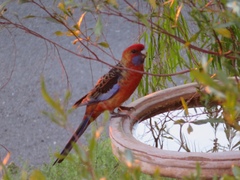 Platycercus elegans adelaidae