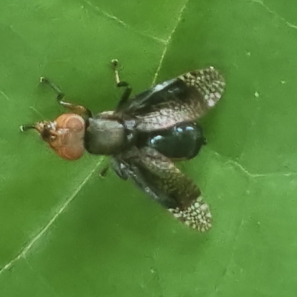 Euthyplatystoma sauteri