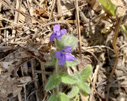 blue pussyleaf
