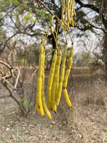 Munzungu