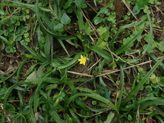 Hypoxis aurea