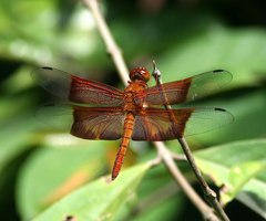Camacinia gigantea