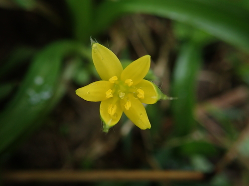 Image of Asia Star-Grass (Hypoxis aurea) by no rights reserved