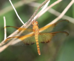 Camacinia gigantea
