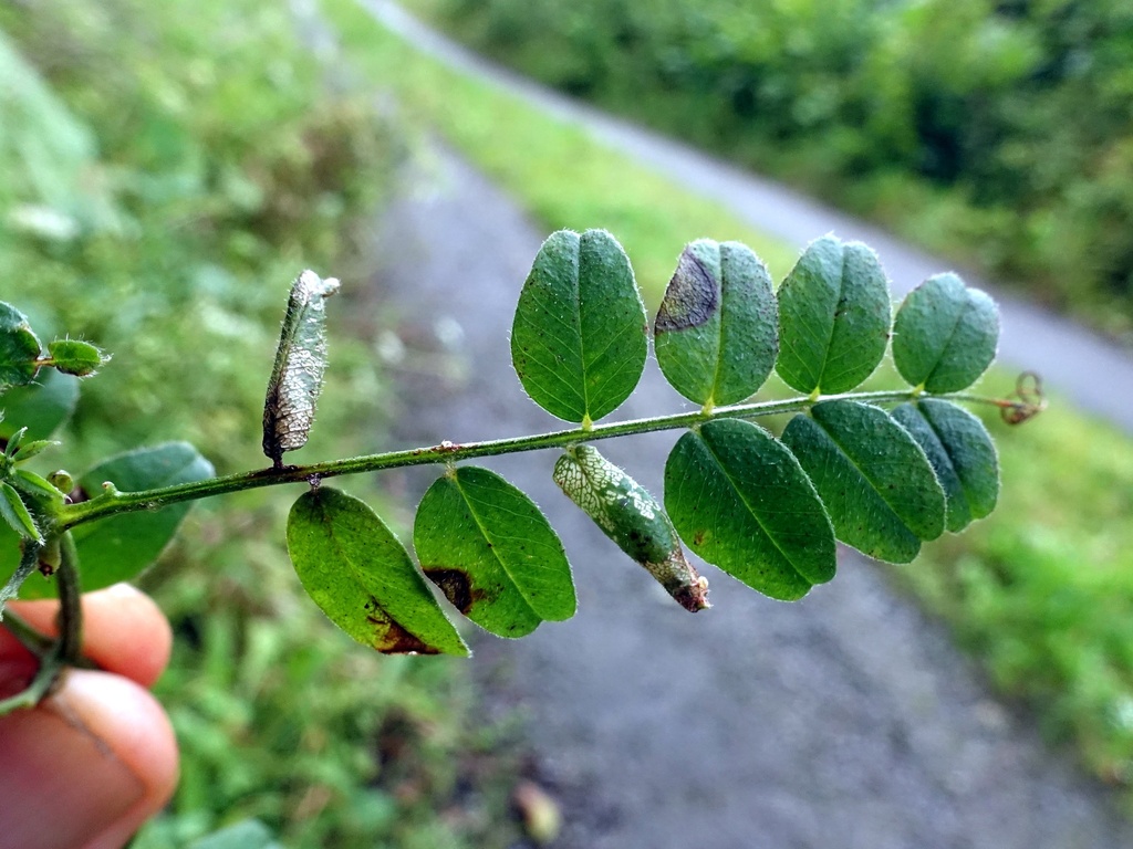 Vetch Midget