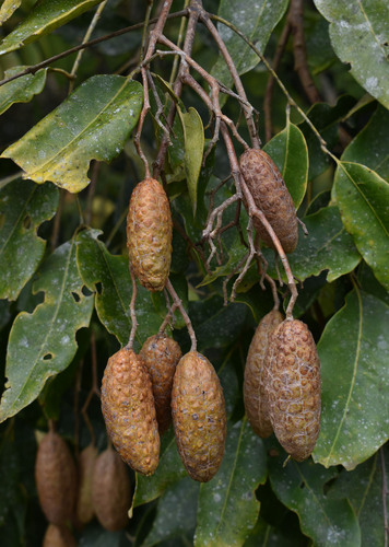 Flindersia brayleyana