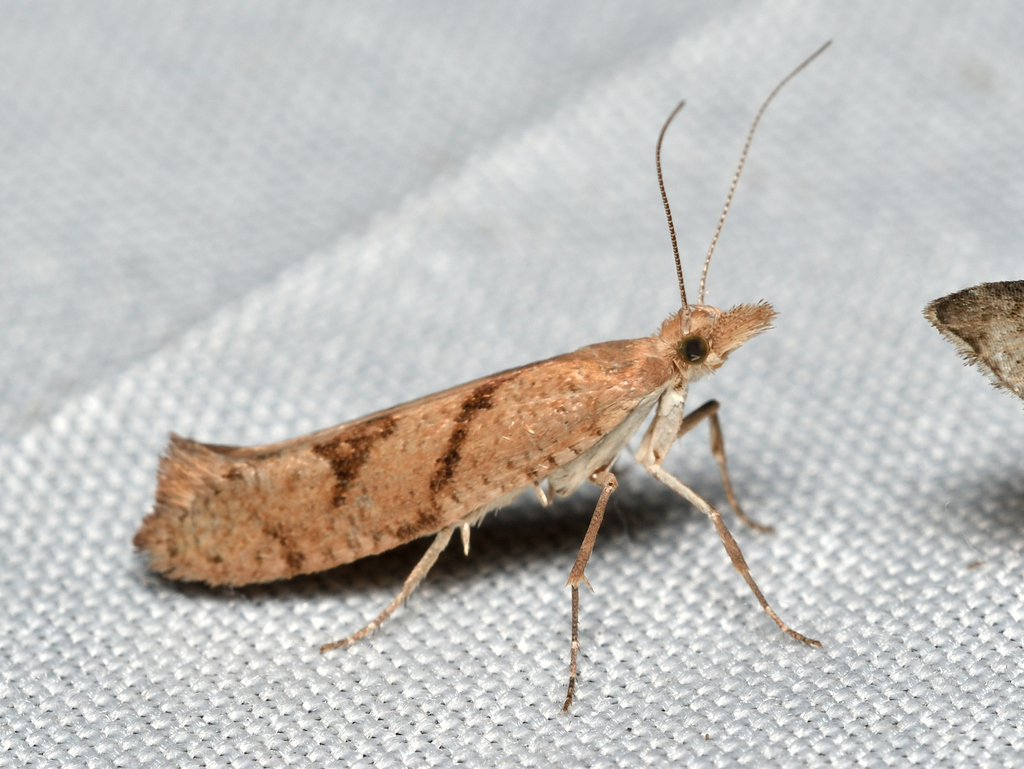 Wood Smudge