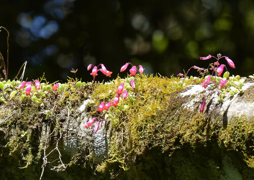 Kalanchoe uniflora