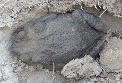 Peltophryne peltocephala