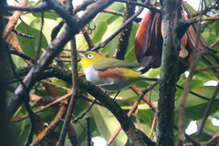 Zosterops erythropleurus