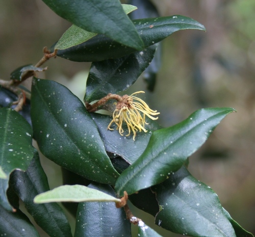 Trichocladus ellipticus (Trichocladus ellipticus)