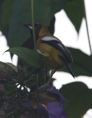 Icterus leucopteryx