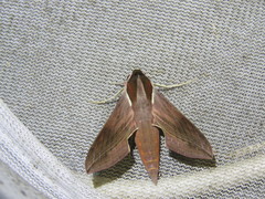 Hippotion boerhaviae