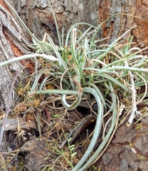 Tillandsia baileyi