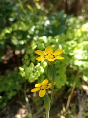 Sisyrinchium graminifolium