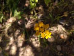 Sisyrinchium graminifolium