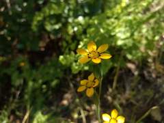 Sisyrinchium graminifolium