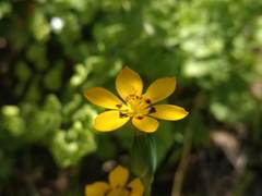 Sisyrinchium graminifolium
