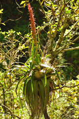 Tillandsia utriculata