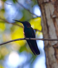 Anthracothorax mango