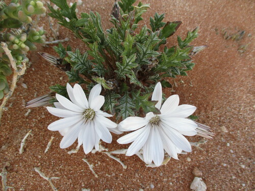 Image of Gazania jurineifolia by no rights reserved