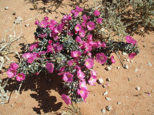 Monsonia patersonii
