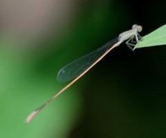 Aciagrion pallidum