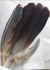 Hemiphaga chathamensis